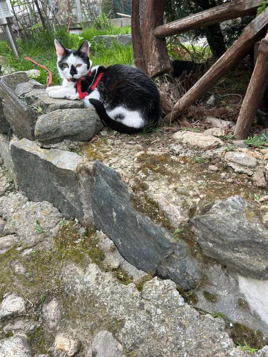 Cazare La Luiza B Sura Mare Dış mekan fotoğraf